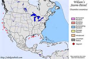 Wilson's Storm-Petrel - Species Range Map