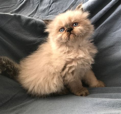 Himalayan Persian Cats For Sale | Palmdale, CA #274631