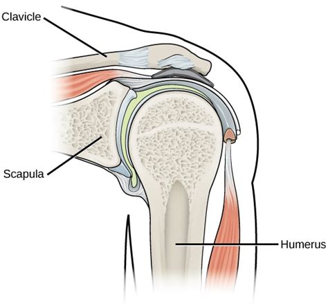 Types of Synovial Joints | The Musculoskeletal System