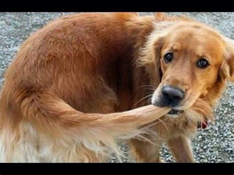 dog biting tail | Animal Behavior Associates