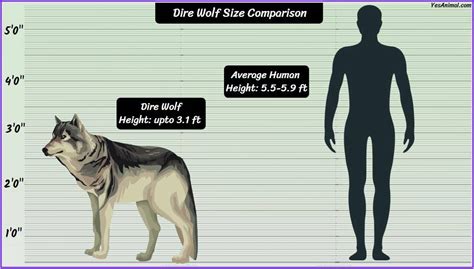 Dire Wolf Size: How Big Are They Compared To Others?