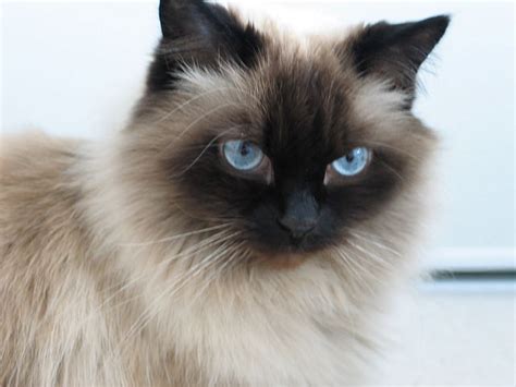 5 Things You Didn't Know About The Himalayan Cat