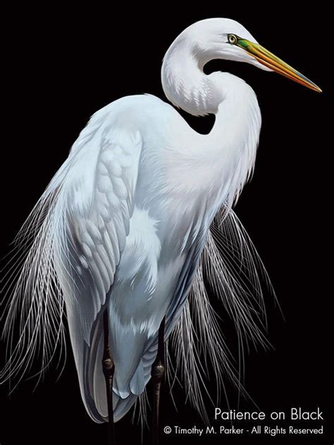 Great white egret. Wildlife art print from an original oil painting at ...