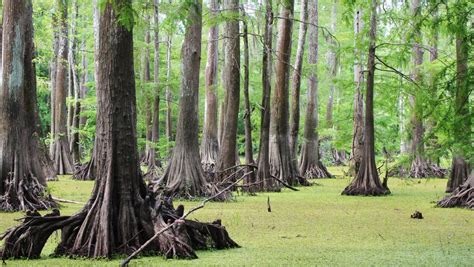 Big Thicket: Texas' Convergence of Nine Ecosystems | WNPA