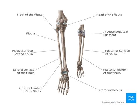 Fibula: Anatomy, bone landmarks and clinical aspects | Kenhub