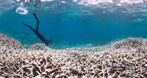 Coral Reef Bleaching: Shocking Before And After Photos