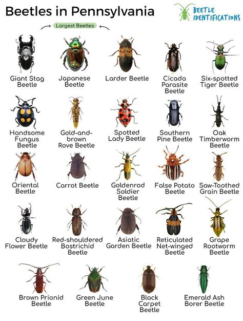 Types of Beetles in Pennsylvania with Pictures