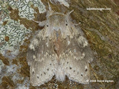 Lobster Moth and caterpillar (Stauropus fagi) | Wildlife Insight