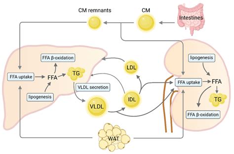 Biomedicines | Free Full-Text | Lipid Disorders in NAFLD and Chronic ...