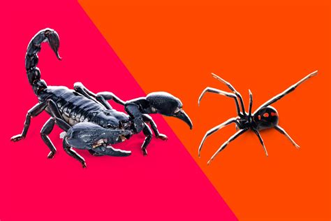 Who will win this 1934 death duel between a scorpion and a spider?