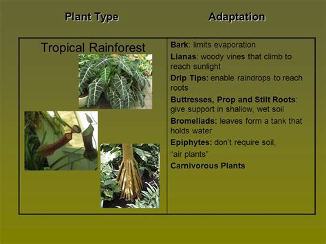 Top 166+ Animal and plant adaptations in the rainforest ...