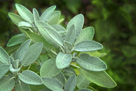 Three Benefits Of The Herb Sage - WhaTooCook