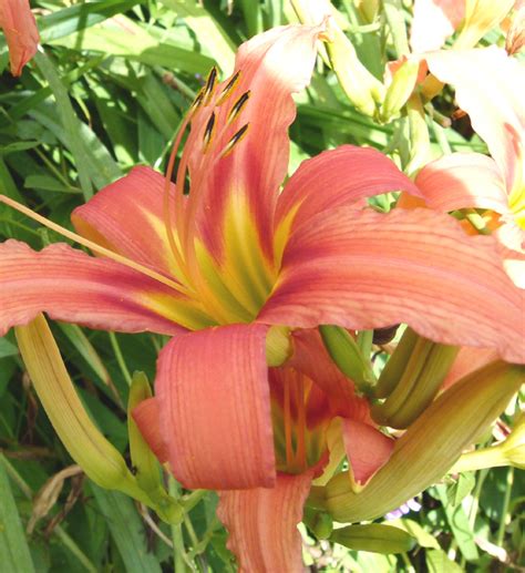 Hemerocallis fulva var. rosea » Bressingham Gardens