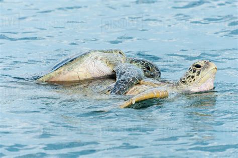 Green Sea Turtles (Chelonia mydas) mating in ocean, Semporna, Sabah ...