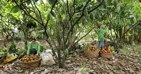 Filipino Cacao Beans Given Heirloom Status – Agriculture Monthly