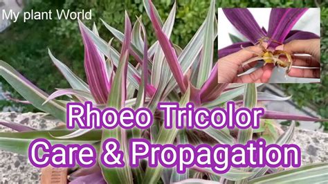 How to grow Rhoeo Plant/Care of Rhoeo plant / propagation of Rhoeo ...