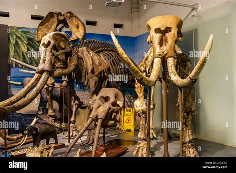 The Museum Geologi, Bandung, Indonesia Stock Photo - Alamy