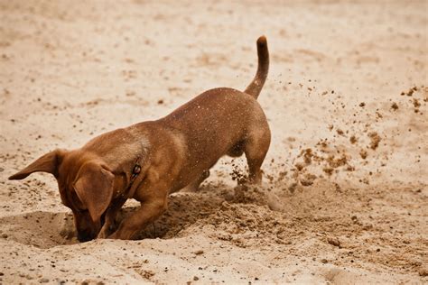 Why Do Dachshunds Dig? - I Love Dachshunds