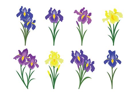 Beautiful Iris Flower Vector Icons 146680 Vector Art at Vecteezy