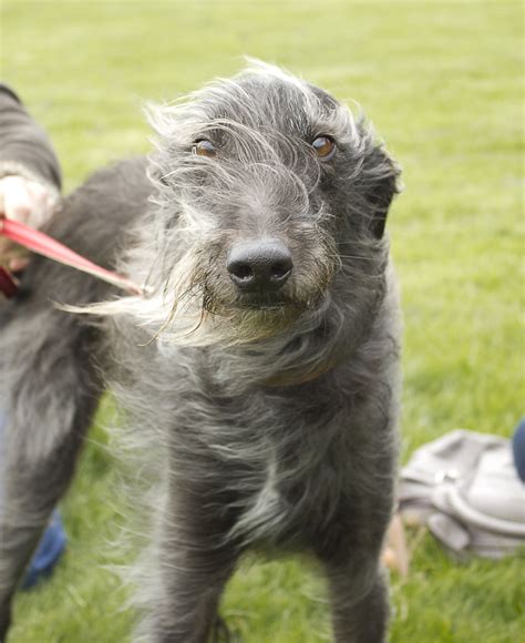 Rough Coat Lurcher | Charles G Duggan | Flickr