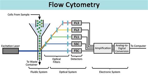 Flow Cytometry-Definition, Principle, Parts, Steps, Types, Uses