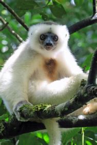 Silky Sifaka - The Lemur Conservation Foundation