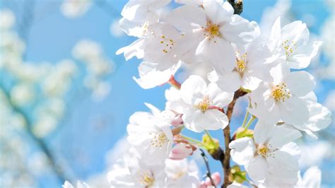 Wallpaper White cherry blossoms in spring 1920x1080 Full HD 2K Picture ...