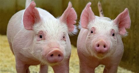 Pig Feed Guide: How to Choose the Right Pig Feed