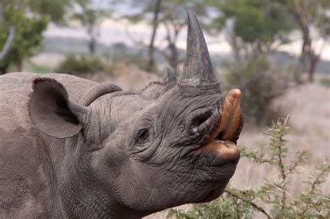 Black Rhino | Species | Save the Rhino International