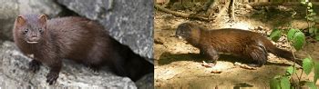 European Mink: Facts, Habitat, Adaptations & Population | Study.com