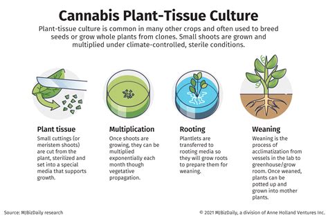 More than clones: What cannabis growers need to know about tissue culture