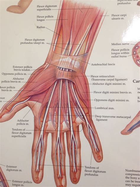 muscles & tendons of hand & wrist | Basic anatomy and physiology, Human ...