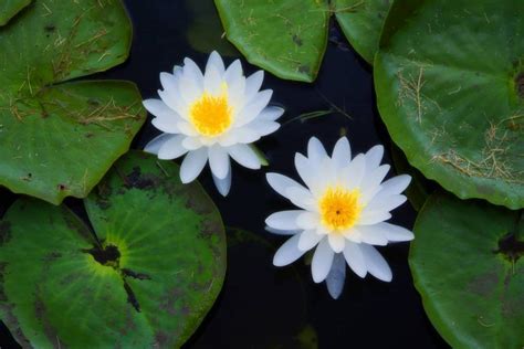 White Lotus Floating Pond Plants, Floating Garden, Floating Flowers ...