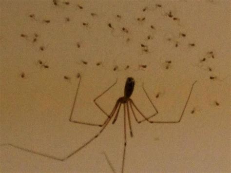 Long-bodied cellar spider with babies. | Animals | Pinterest