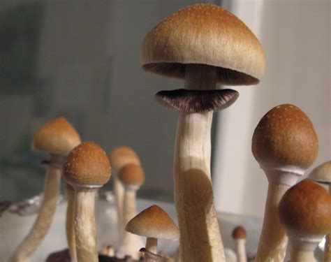 What's the Right Psychedelic Mushrooms Dosage? Deciding the Best Dose ...