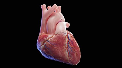 Human Heart Complete Anatomy – SciePro