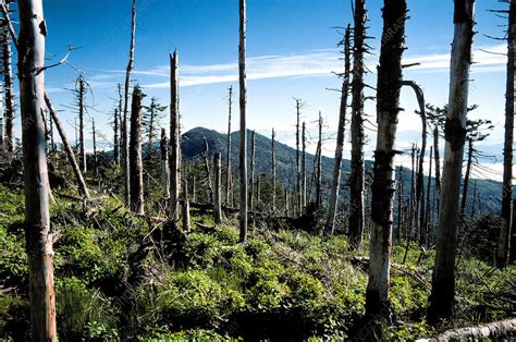 Acid Rain Damage on Mt. Mitchell - Stock Image - C028/7644 - Science ...