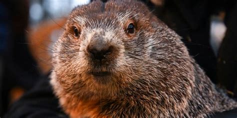 Fox News: Groundhog Day 2023: Punxsutawney Phil sees his shadow ...