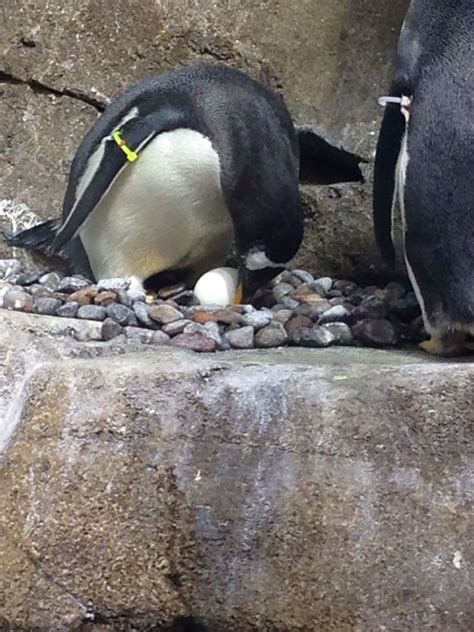 I was at the Kansas City zoo and the penguins laid a egg! | City zoo ...