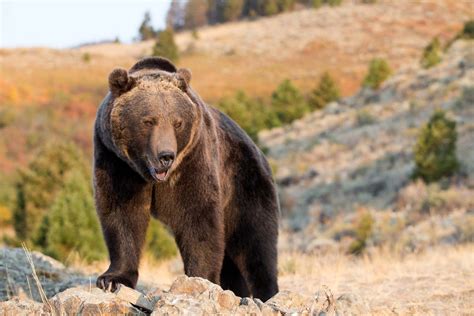 Grizzly bear | Weight, Habitat, & Facts | Britannica