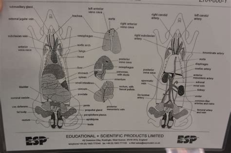 Rat Dissection Diagram Labeled