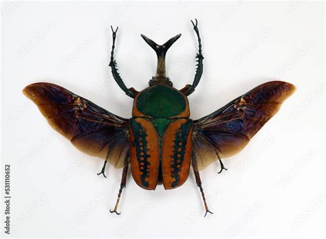 Beetle with black wings isolated on white. Megalorhina harrisi macro ...