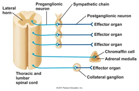 Print Autonomic Nervous System, Sensory, Motor, and Integrative Systems ...