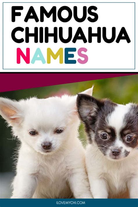 Famous Chihuahua Names - I Love My Chi