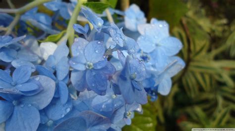 Blue Hydrangea Wallpaper - WallpaperSafari