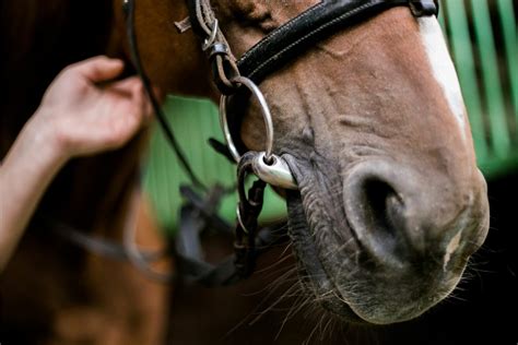 Bit Basics: Terms All Horse Riders Need to Know - Horse Rookie