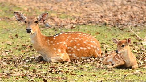 female sika deer with their fawn - HD stock footage clip