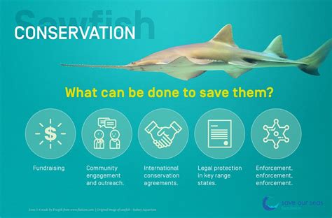 Sawfish Conservation - Save Our Seas Foundation