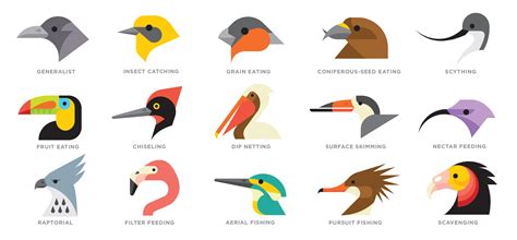 Different Types Of Bird Beaks And Their Uses