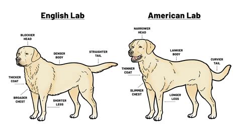 A Guide to the English Lab vs American Lab – Rebel Health